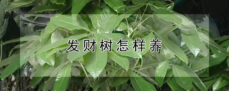 发财树怎样养（发财树怎样养殖才好）