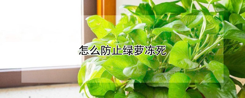 怎么防止绿萝冻死（如何防止绿萝变黄）