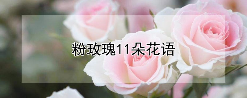 粉玫瑰11朵花语 粉玫瑰11朵花语是什么意思