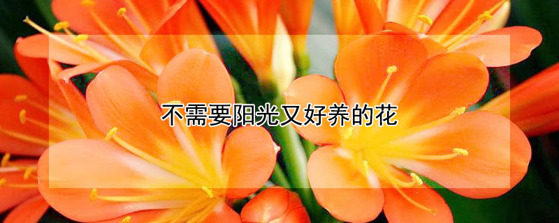 不需要阳光又好养的花（不需要阳光又好养的花有香味）