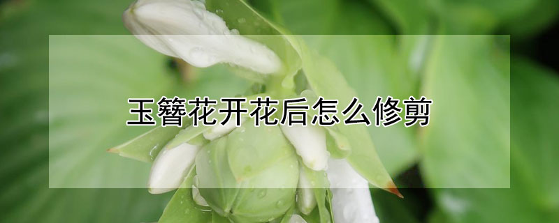 玉簪花开花后怎么修剪 玉簪花开花后要修剪么?