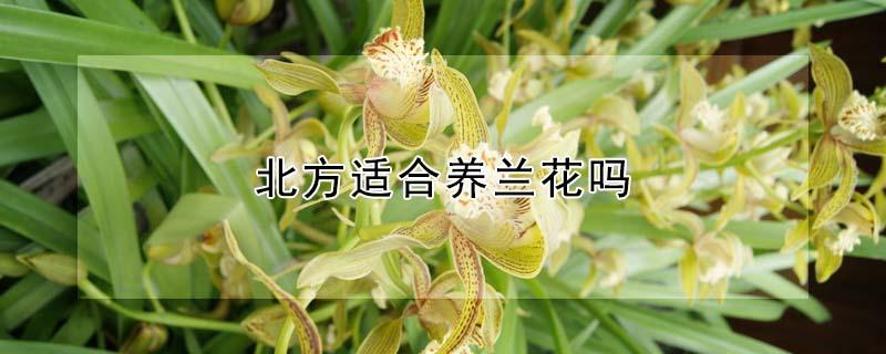 北方适合养兰花吗 适合北方养的兰花有哪些品种