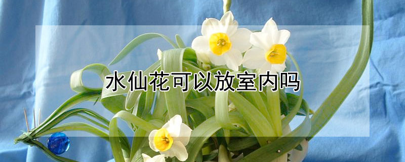 水仙花可以放室内吗（水仙花可以放室内吗有毒吗）