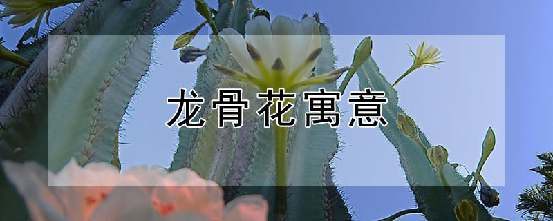 龙骨花寓意（龙骨花寓意什么）