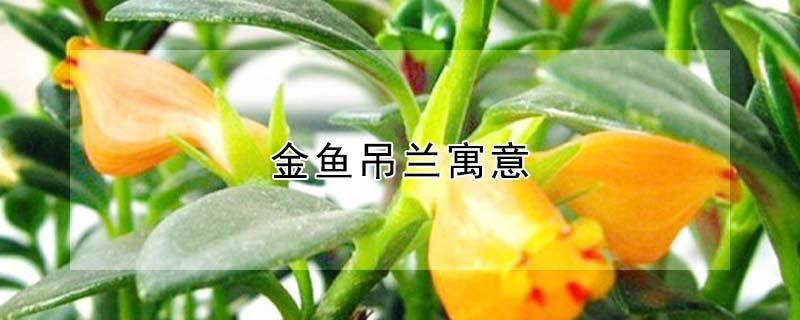 金鱼吊兰寓意 金鱼吊兰寓意作用