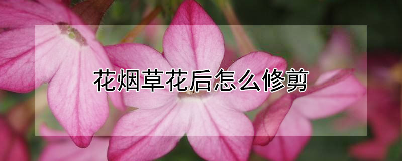 花烟草花后怎么修剪 花烟草如何修剪