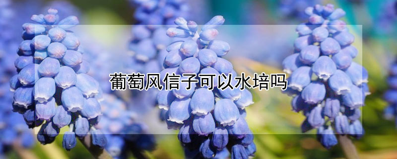 葡萄风信子可以水培吗 葡萄风信子可以水培吗怎么养