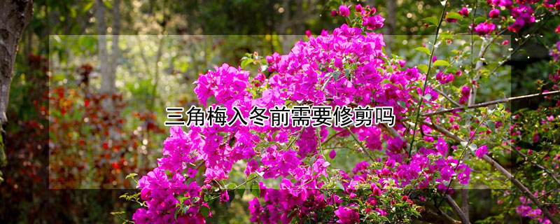 三角梅入冬前需要修剪吗 三角梅留3去2修剪方法图