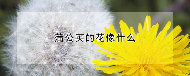 蒲公英的花像什么（蒲公英的花像什么写比喻句）