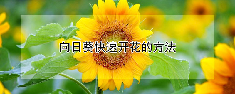 向日葵快速开花的方法 向日葵快速开花的方法视频