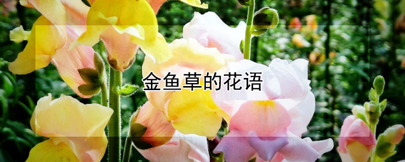 金鱼草的花语 紫色金鱼草的花语