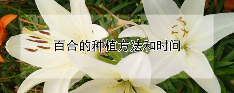 百合的种植方法和时间 百合花的种植和养殖方法