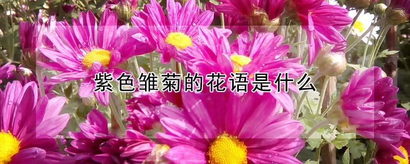 紫色雏菊的花语是什么 紫色雏菊象征着什么