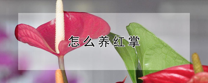 怎么养红掌（怎么养红掌才能使它花红叶绿）