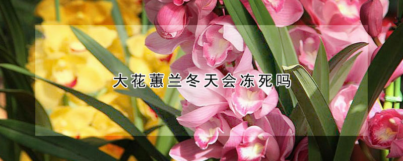 大花蕙兰冬天会冻死吗 大花蕙兰冬天会冻死吗图片