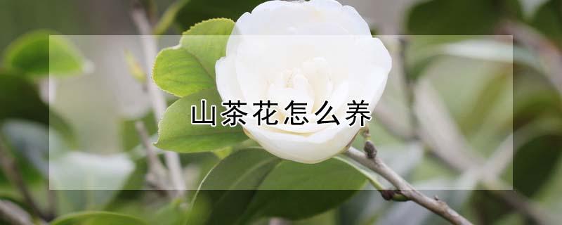 山茶花怎么养（山茶花怎么养家庭养法）
