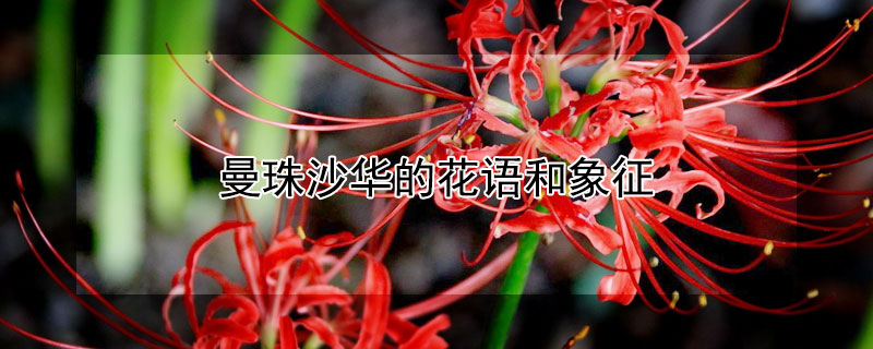 曼珠沙华的花语和象征（曼珠沙华最惊艳的一句）