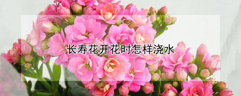 长寿花开花时怎样浇水 长寿花开花时怎样浇水好