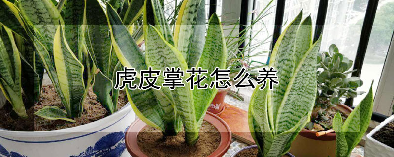 虎皮掌花怎么养（虎皮掌花怎么养护）