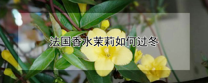 法国香水茉莉如何过冬（法国香水茉莉如何过冬的）