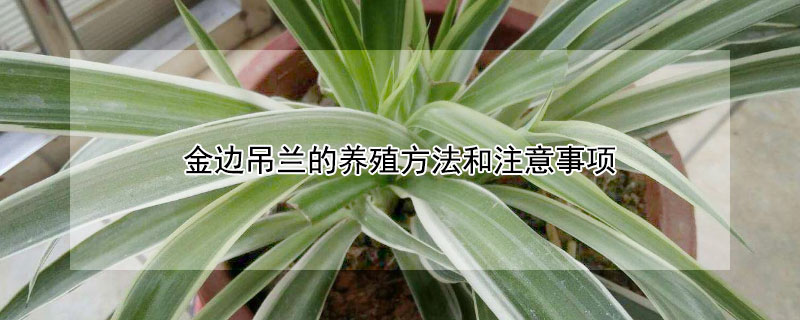 金边吊兰的养殖方法和注意事项 金边吊兰的养殖方法和注意事项有哪些
