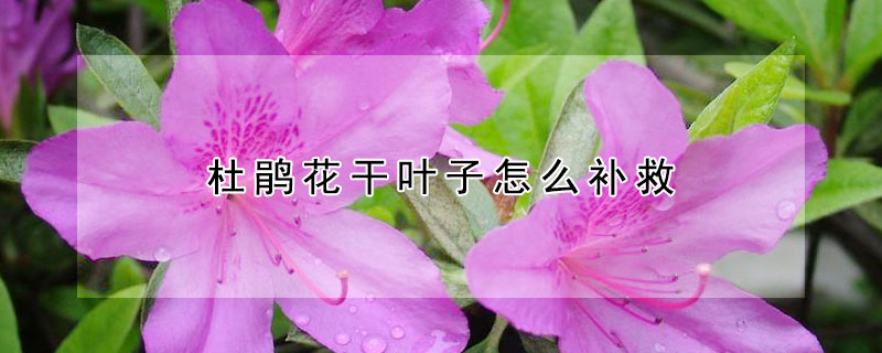 杜鹃花干叶子怎么补救（杜鹃花叶子像烧焦一样）