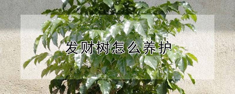 发财树怎么养护（冬季发财树怎么养护）