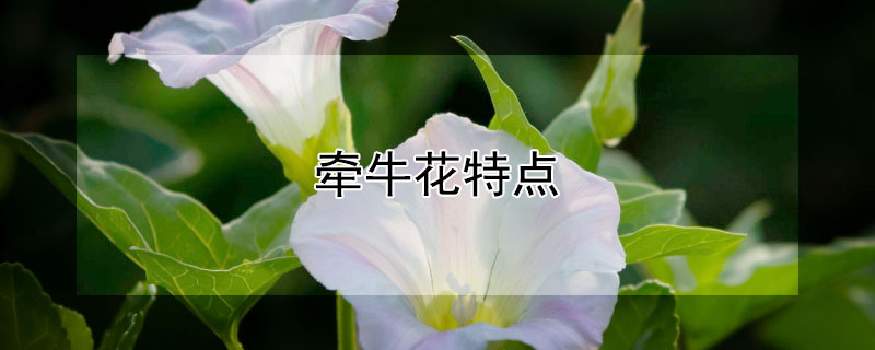 牵牛花特点（牵牛花特点10个字）