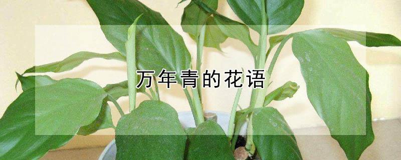 万年青的花语 万年青的花语是
