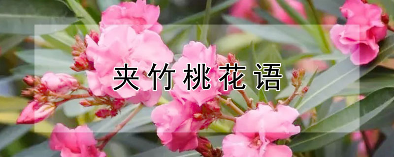 夹竹桃花语（粉色夹竹桃的花语）