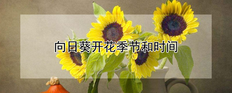 向日葵开花季节和时间（向日葵开花时间是什么季节）