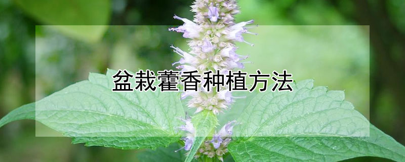 盆栽藿香种植方法（盆栽藿香种植方法视频）