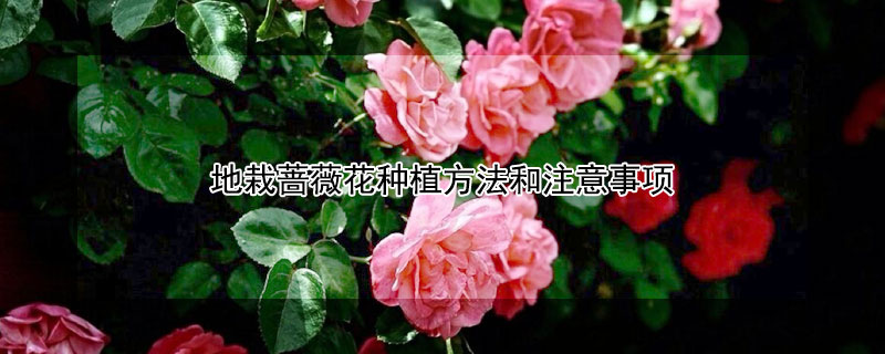 地栽蔷薇花种植方法和注意事项 地栽蔷薇花修剪时间和方法