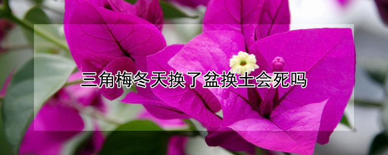 三角梅冬天换了盆换土会死吗 三角梅冬天换了盆换土会死吗视频