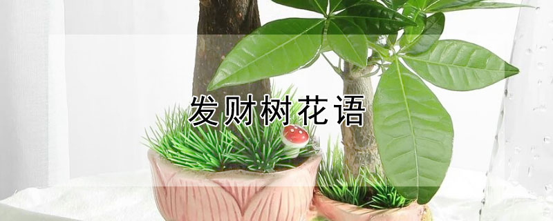 发财树花语 发财树花语寓意风水