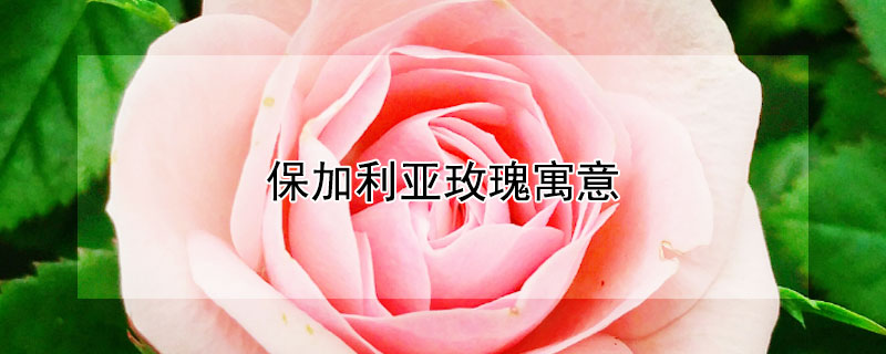 保加利亚玫瑰寓意（保加利亚玫瑰属于什么景观）