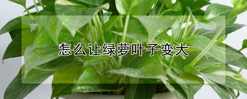 怎么让绿萝叶子变大（怎么让绿萝叶子变大变绿小偏方）