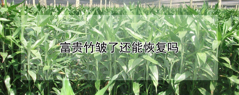 富贵竹皱了还能恢复吗（富贵竹皱了怎么办）