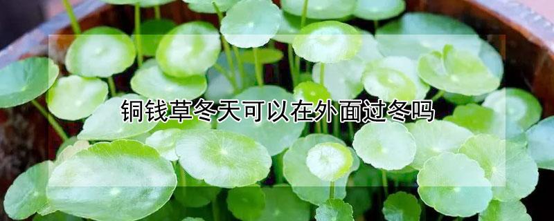 铜钱草冬天可以在外面过冬吗 铜钱草什么属相不能养