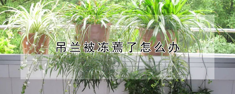 吊兰被冻蔫了怎么办 吊兰被冻蔫了怎么办呢