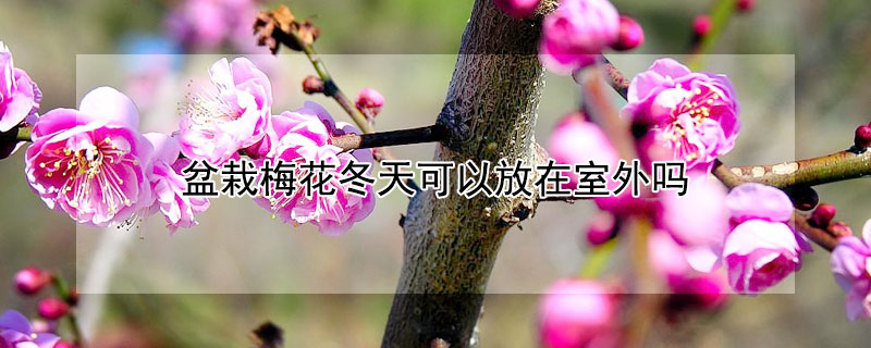 盆栽梅花冬天可以放在室外吗 盆栽梅花冬天可以放在室外吗视频