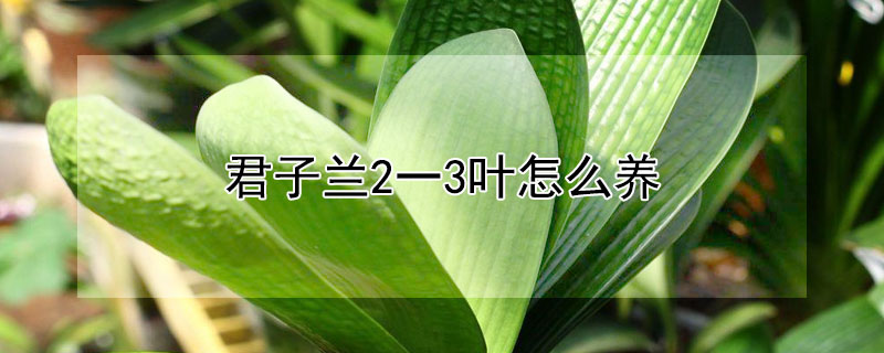 君子兰2一3叶怎么养 君子兰两叶苗多长时间长第三叶