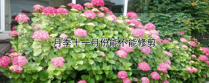 月季十一月份能不能修剪 月季冬天要全部剪掉吗