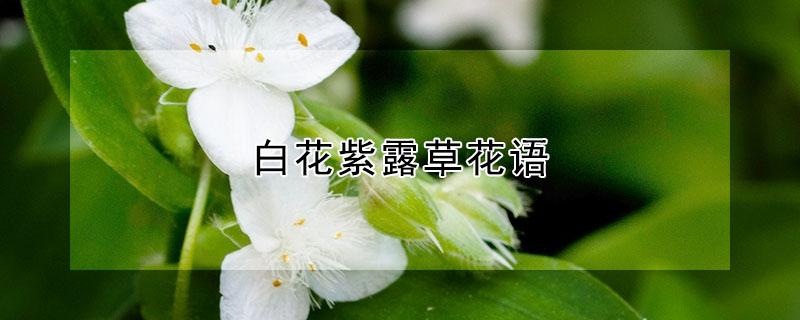 白花紫露草花语 白花紫露草入药部位