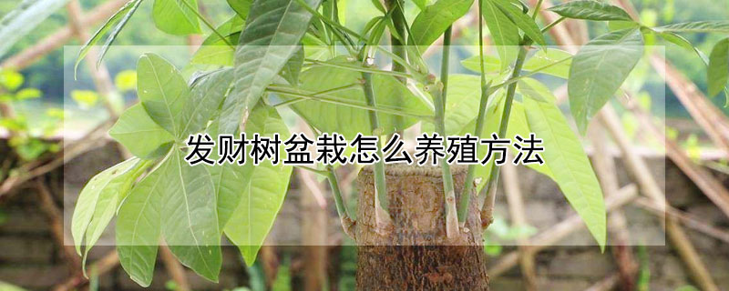 发财树盆栽怎么养殖方法（发财树盆栽怎么养殖方法视频）