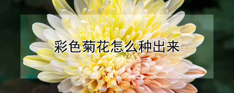 彩色菊花怎么种出来 彩色菊花怎么种出来的视频