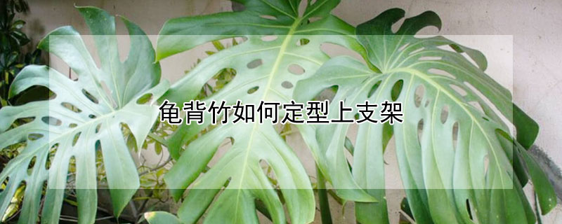 龟背竹如何定型上支架 龟背竹如何固定造型