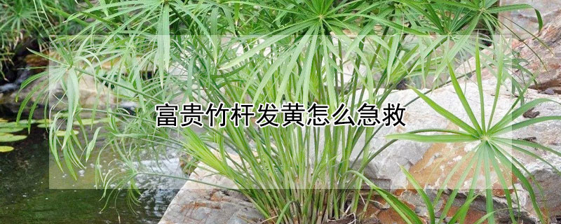 富贵竹杆发黄怎么急救 富贵竹杆变黄了怎么办