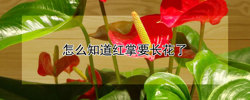 怎么知道红掌要长花了 怎么知道红掌要长花了还是叶子