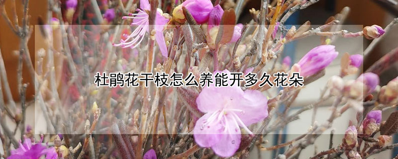 杜鹃花干枝怎么养能开多久花朵 杜鹃花干枝怎么养能开多久花朵不掉